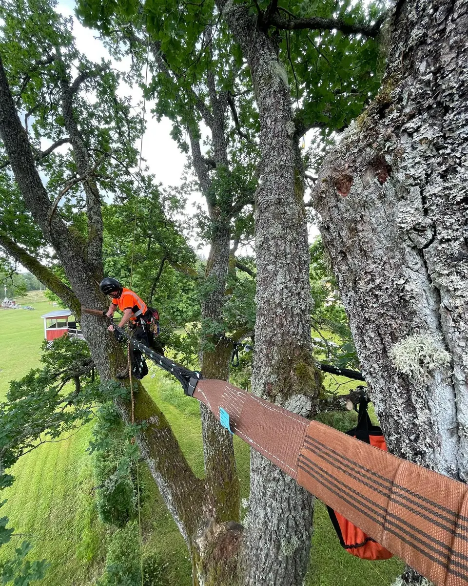 Arborist arbetar högt uppe i ett träd