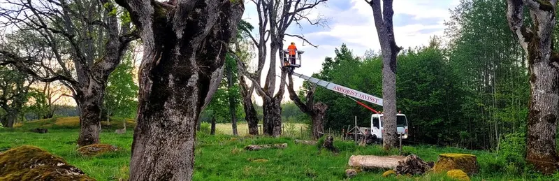 Arborist i skylift vid träd
